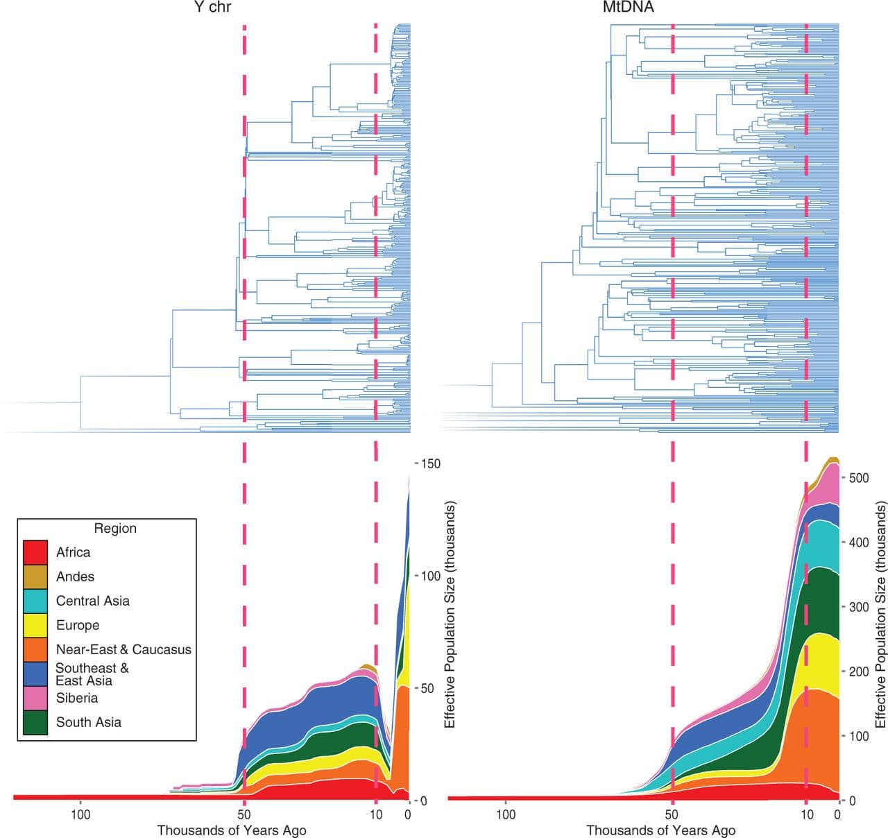 Figure 2 — cumulative Bayesian skyline plots of Y chromosome and mtDNA diversity by world region